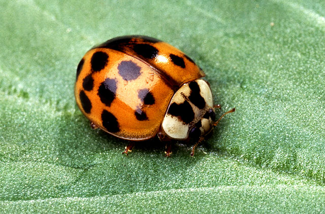 zuczek image